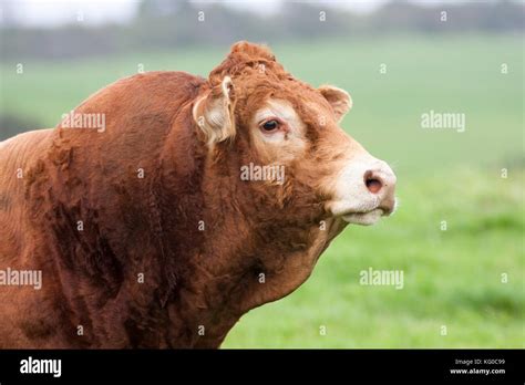 powerful South Devon bull close up of muscular neck and head Stock Photo - Alamy