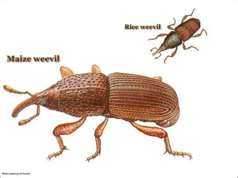 Maize weevil - Alchetron, The Free Social Encyclopedia