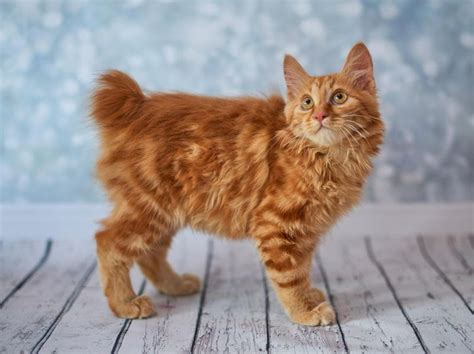 Most Popular Cat Breeds to Get Adopted, Ranked | Always Pets