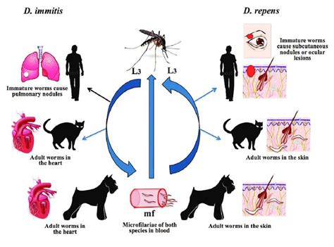 Dirofilaria Immitis Life Cycle