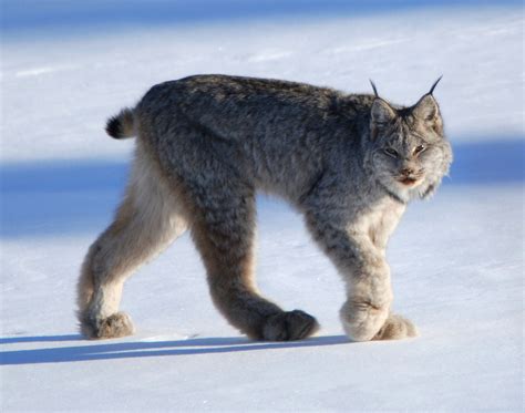 Abe's Animals: Lynx species (Alive)