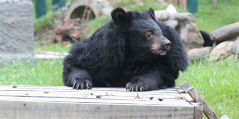 Moon Bear Monday: Is Rescue Bear Rae Ready To Make New Friends? - The Dodo