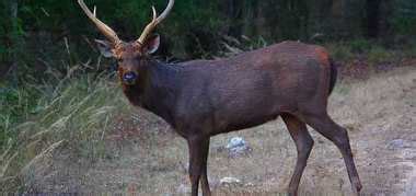 Best Jharkhand Wildlife Sanctuaries & National Parks