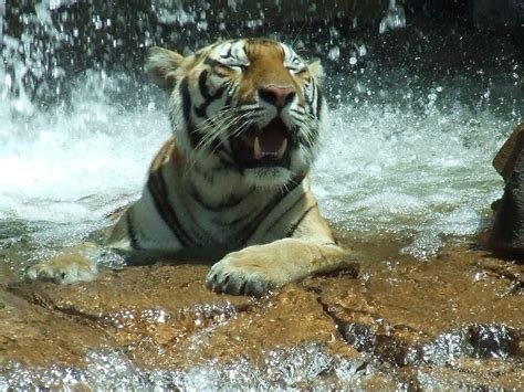 Splashing about in Jungala, Busch Gardens, Tampa, Florida. | Big cats ...