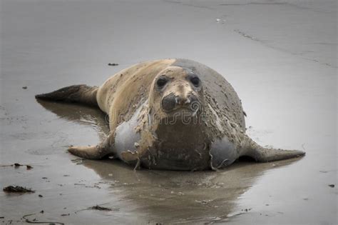 Elephant Seal with Molting Fur on Wet Sand in Close Up Stock Photo ...