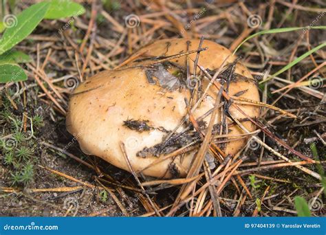 Edible Forest Mushroom Suillus Luteus Stock Image - Image of grass ...