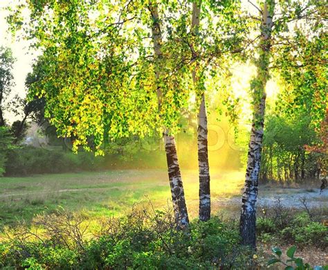 Birch trees in a summer forest bright sunshine | Stock Photo | Colourbox