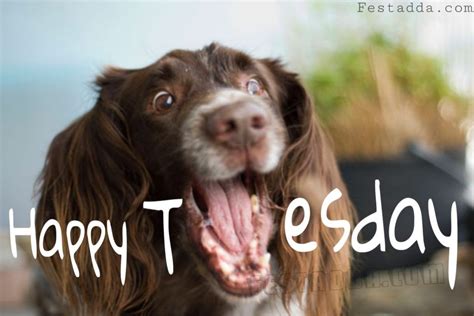 Happy Tuesday Images Funny GIF Clipart Meme Quotes Full HD Download Good Morning Tuesday Wishes ...