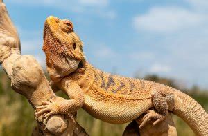 10 Bearded Dragon Behaviors Explained: Head Bobbing, Glass Surfing & More - Everything Reptiles