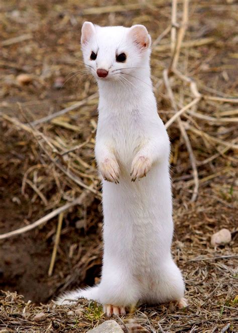 Adorable and Geeky - In celebration of getting the Weasel as a Patronus...