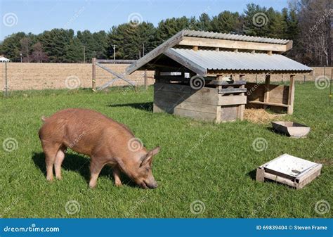 Free Range Tamworth Pig Farm Stock Photo - Image of pigpen, tamworth: 69839404