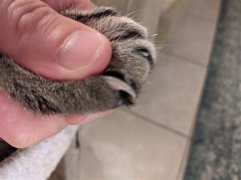 Trimming Cats' Claws: A Step-by-Step Guide