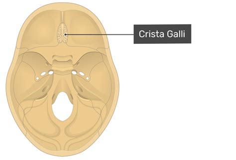 Crista Galli Anatomy