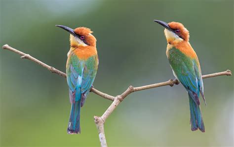 THE CHESTNUT-HEADED BEE-EATER