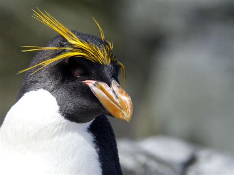 Southern rockhopper penguin | Species | WWF