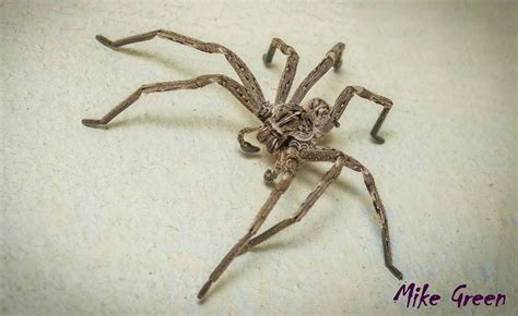 The Spider Club of Southern Africa | PLEASE READ : Huntsman Spiders : Commonly called Rain ...