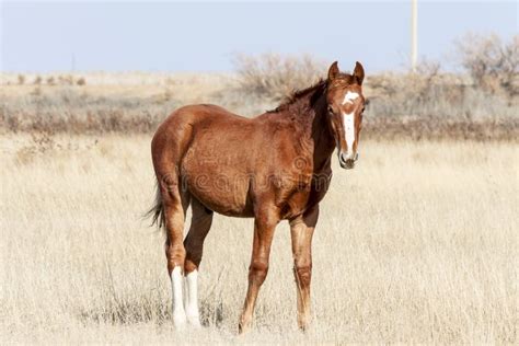 Steppe horse stock photo. Image of horizontal, nature - 47252754