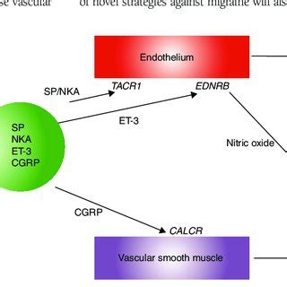 Molecular pathways of neurogenic inflammation. Neurogenic inflammation ...