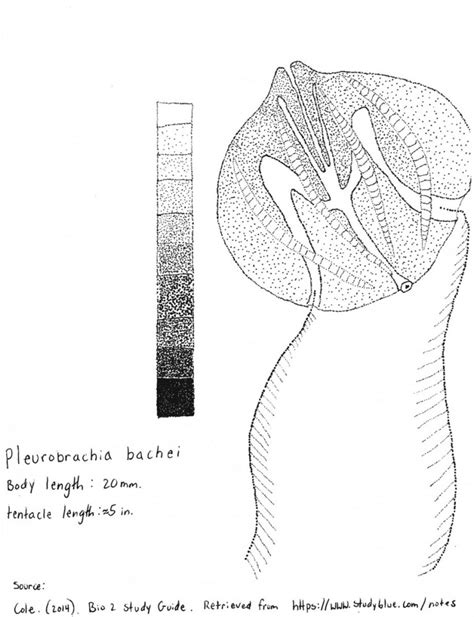 Pleurobrachia bachei