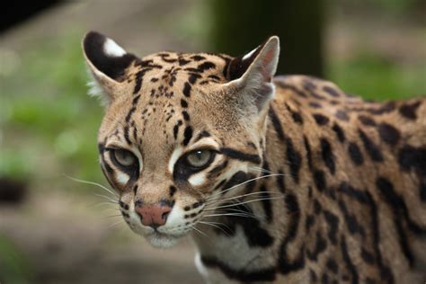 Animais do cerrado brasileiro - O que é o cerrado, espécies em extinção