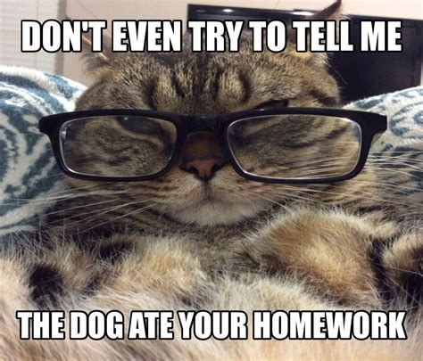 Smart Teacher cat meme dog ate your homework