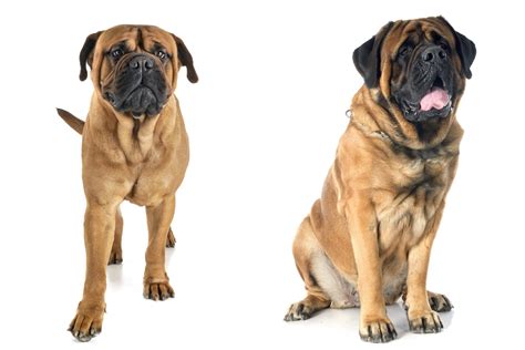 Bullmastiff Vs Mastiff: The Battle of the Big Dogs - Depend On Dogs