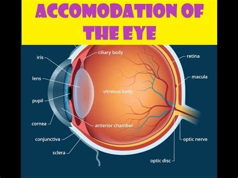 Accommodation of the Eye - YouTube