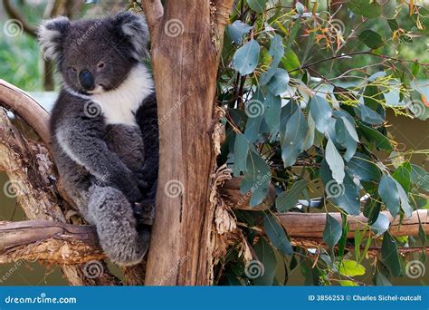 Sleepy koala bear in tree stock image. Image of horizontal - 3856253