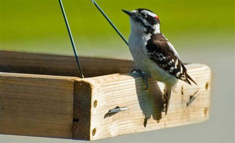 7 Effective Suet Feeders That Attract Woodpeckers! (2021) - Bird Watching HQ | Suet feeder ...