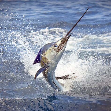 billfish-home-mgfc - Tuna Fishing Venice, LA – Charter Fishing Venice, LA - Mexican Gulf Fishing Co.