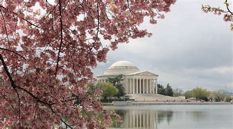 WASHINGTON DC CHERRY BLOSSOM FESTIVAL & PARADE: APRIL 13-16, 2023 - Wade Tours Bus Tours