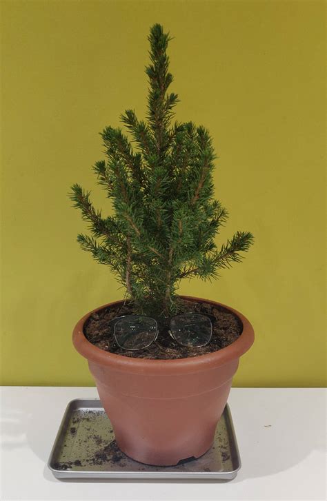 houseplants - taking care of young pine tree - Gardening & Landscaping Stack Exchange