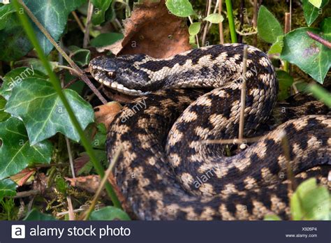 Adder Snake High Resolution Stock Photography and Images - Alamy