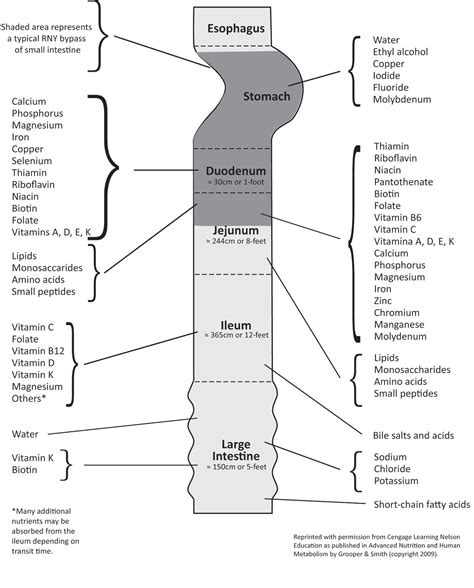 Journey to a Healthier Me: Where are Nutrients Absorbed?