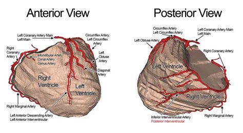 Arteries Of The Heart Anatomy | MedicineBTG.com