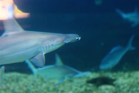 Hammerhead Shark | Justin Ennis | Flickr