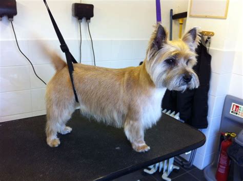 Cairn Terrier Grooming Before And After (Good Galleries) | Cairn ...