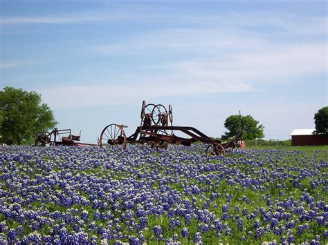 Chappell Hill Bluebonnet Festival 2024 - Dareen Pansie