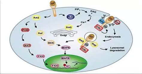 Signal Transduction - Assignment Point