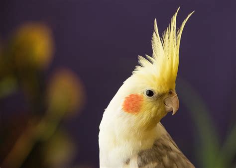 Cockatiel Wallpapers - Top Free Cockatiel Backgrounds - WallpaperAccess