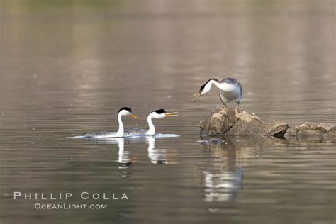 Clarks Grebes and Western Grebe, Aechmophorus clarkii, #36882