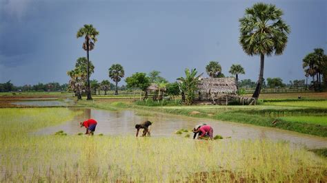 Rice Farming Season (Planting and Harvesting) in Cambodia 2024-2025 - Rove.me