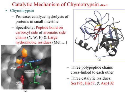 Catalytic Mechanism of Chymotrypsin