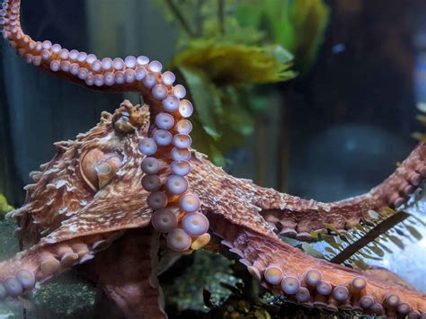 9 Giant Pacific Octopus Facts That Will Blow Your Mind - OctoNation ...