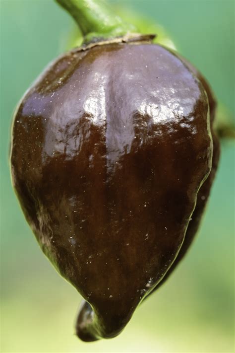 Capsicum chinense “Chocolate Habanero” Pepper Seeds – NDG Botanicals