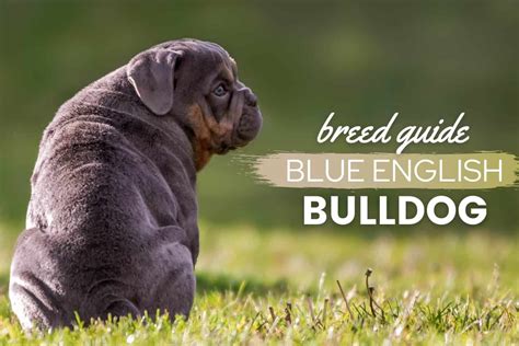 Blue English Bulldog: A Guide to Price, Health, Care & Puppies (+Pictures) - Canine Bible