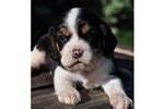 Beaglier Puppies for Sale from Reputable Dog Breeders