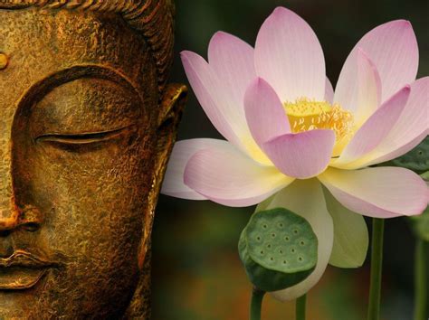 Buddha Lotus Flower Wallpapers - Top Free Buddha Lotus Flower Backgrounds - WallpaperAccess