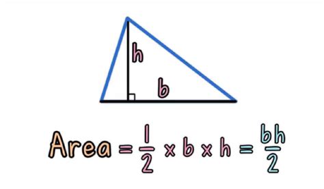 How to Find The Base of a Triangle? | Study Tips