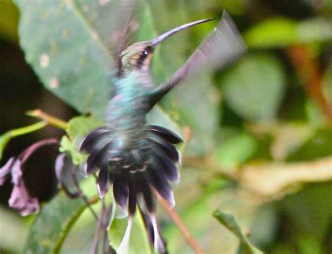 Ermitaño Barbiblanco - Phaethornis Hispidus. - MundiAves